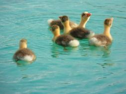 little geese on blue water