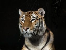 tiger is a dangerous animal