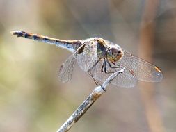 Macro photo of Dragonfly insect