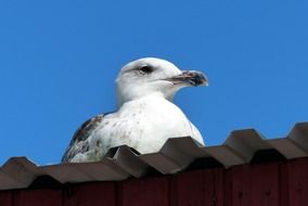 wondrous Bird Seagull