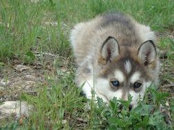 Husky dog crouched in the grass