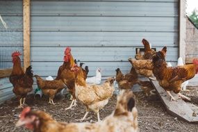 Chicken Coop Poultry