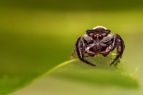 jumping spider in macro