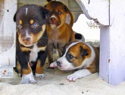 puppies on the beach close up