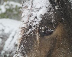 snow on the horse's face