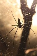 Spider on a web in Nature