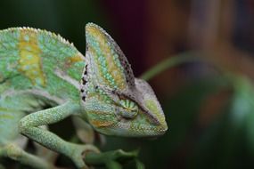 Sleeping Chameleon