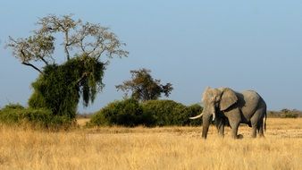 Elephant walking in savanna, Botswana, Chobe National Park