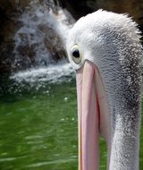 Face of the cute pelican near the water