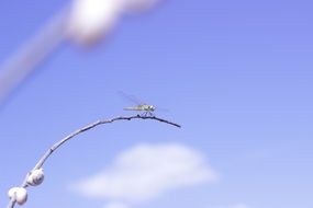 Dragonfly on a branch with snails close-up on blurred background