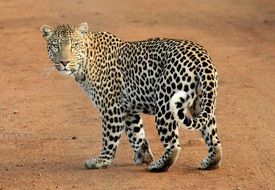 leopard in safari