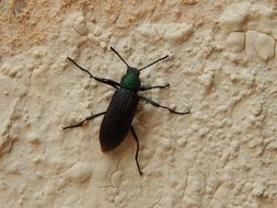 Beetle Tenebr