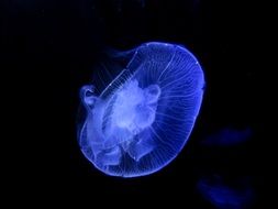 a jellyfish floats in the dark ocean