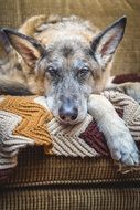 German Shepherd Canine