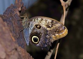 Picture of Colored Large butterfly