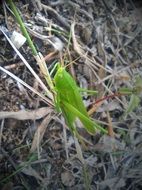 Grasshopper on dry grass