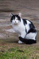 homeless black and white cat