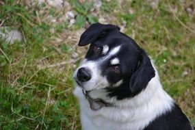 dog-true friend