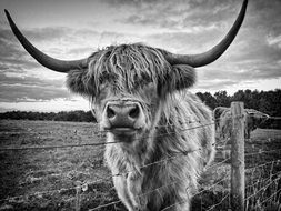 Highland cow in Scotland