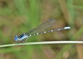 blue dragonfly on a green blade of grass