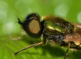 Diptera Chloromyia