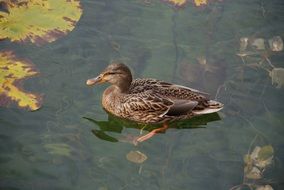 wild Brown duck in a pond