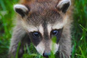 cute Racoon Animal head Wildlife portrait