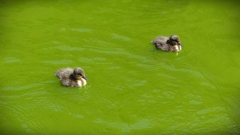 little ducklings swim