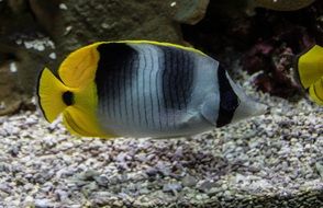 striped yellow fish in aquarium