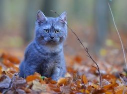 ashen cat