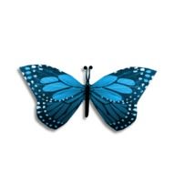 Blue Butterfly, illustration