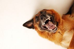 funny dog opened its mouth