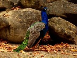 Peacock with the beautiful feathers