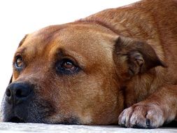 portrait of a resting dog