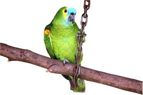 clipart of a green parrot on a branch