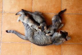 feeding mother cat