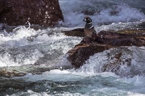 harlequin duck on the rock