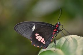 Red and Black Butterfly on leaf, Macro