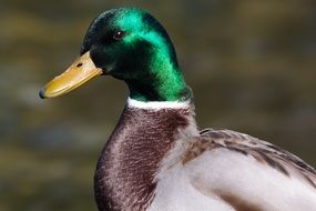 duck with green head