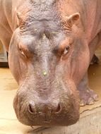 pink Hippopotamus head close up