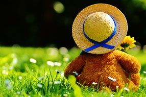 teddy bear in panama and with a flower in her hand on a meadow