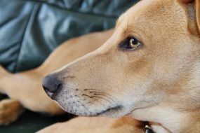 the dog is lying on the sofa close-up