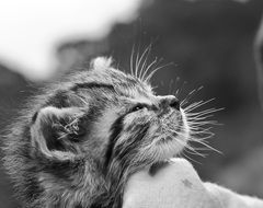 Portrait of a kitten