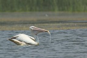 pelican on a lake in india