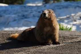 hoary marmot in a natural environment