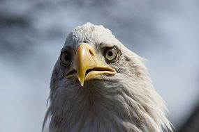 cute lovely Eagle Bird