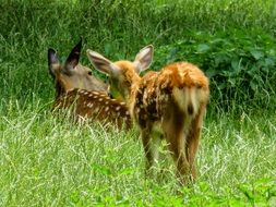 Two deer in the wild