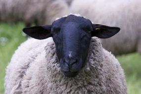 Cute sheep with black head