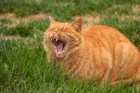 portrait of red Cat Yawn outdoor