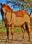 shaved brown horse